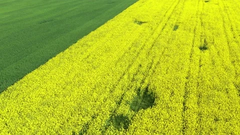 Two agriculture fields with different plant, wheat and rapeseed. Stock Footage 201606396
