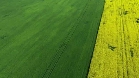 Two agriculture fields with different plant, wheat and rapeseed. Stock Footage 201607238