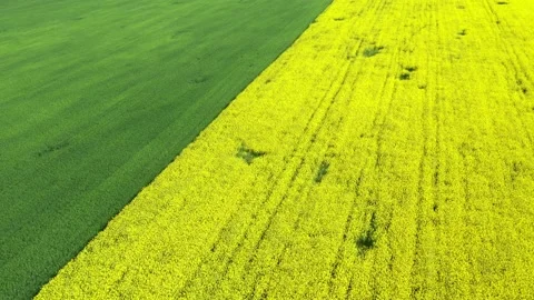 Two agriculture fields with different plant, wheat and rapeseed. Stock Footage 201607300