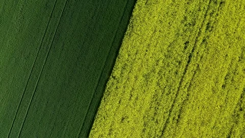 Two agriculture fields with different plant, wheat and rapeseed. Stock Footage 201607336