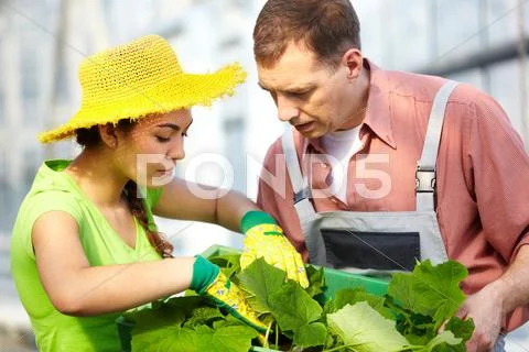 Two agriculturists with a box with seedlings Stock Photos