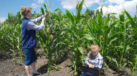 Two agronomist examining corn field. 库存影片 52250707
