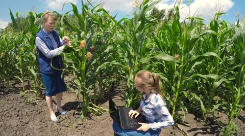 Two agronomist examining corn field. Stockbeeldmateriaal 52250741