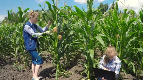 Two agronomist examining corn field. Stock Footage 52250773
