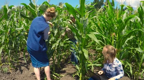 Two agronomist examining corn field. Stock-Footage 52250801