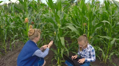Two agronomist examining corn field. 库存影片 52250864