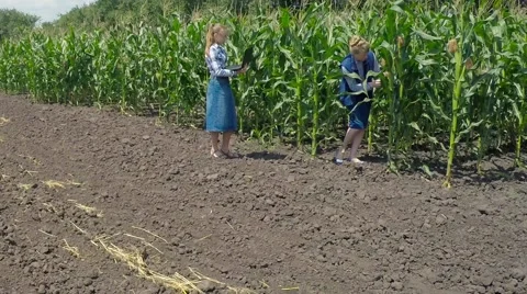Two agronomist examining corn field. Video stock 52250871