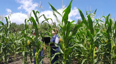 Two agronomist examining corn field. 動画素材 52461897