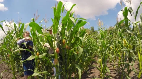 Two agronomist examining corn field. 库存影片 52461961
