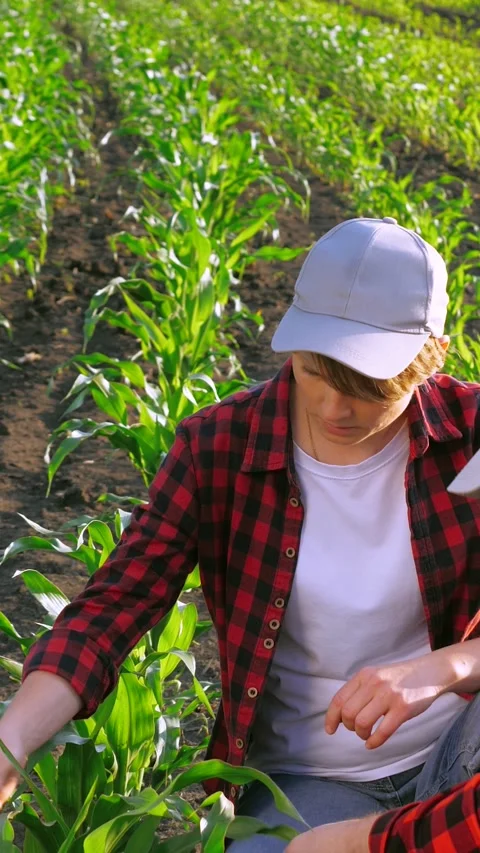 Two agronomist work as team control corn seedling cultivation analyzing use Stock Footage 277512461