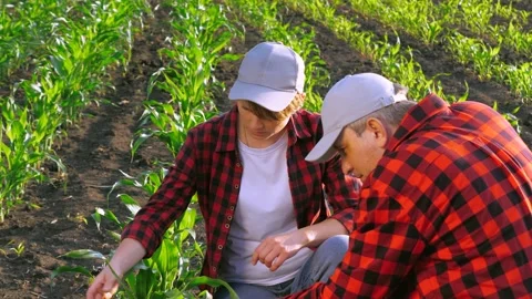 Two agronomist work as team control corn seedling cultivation analyzing use Stock Footage 278936325