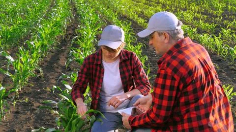 Two agronomist work as team control corn seedling cultivation analyzing use Stock Photos