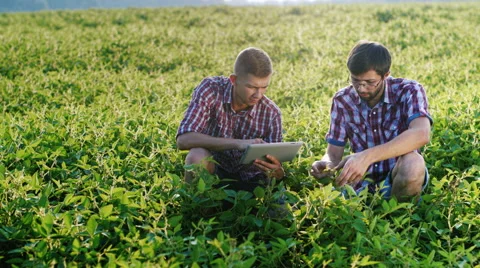 Two agronomist working on a green field, studying the plants, use tablet Stock Footage 65453965