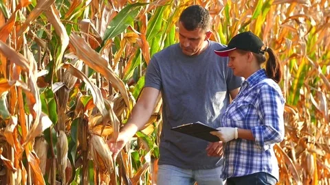 Two agronomists check corncobs and writing data. Stock Footage 72217947