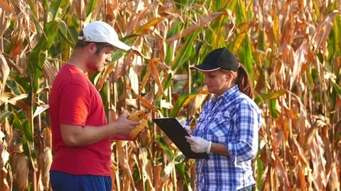 Two agronomists check corncobs and writing data. Stock Footage 72218557