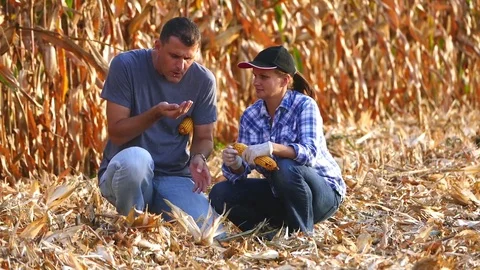 Two agronomists check corncobs in the corn field during harvesting. Stock Footage 72219224