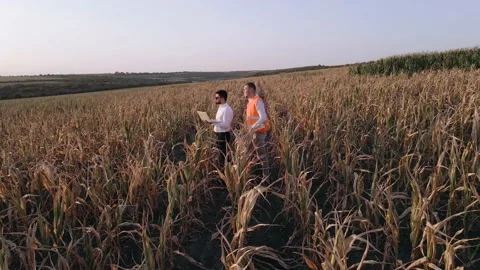 Two agronomists on a dry corn field Stock Footage 140286656