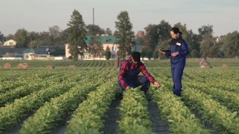 Two agronomists measure the width of rows of beet planting on farmland with a 스톡 동영상 138133606