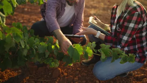 Two agronomists using modern technology in a vineyard analyzing grape leave.. Stock Footage 341471225