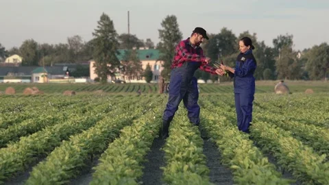Two agronomists in work uniforms inspect sugar beet on a plantation near the 動画素材 141099831