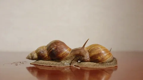 Two ahatina snails Stock Footage 83912951