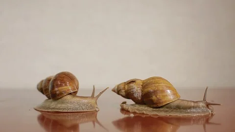 Two ahatina snails Stock Footage 84138089