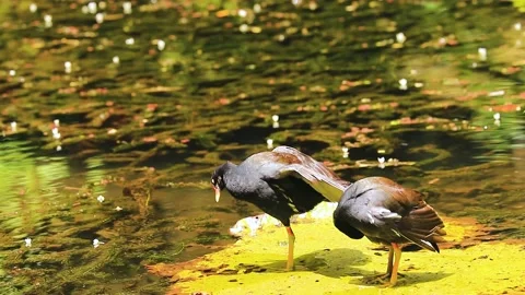 Two Alae Ula Preening 動画素材 201770734