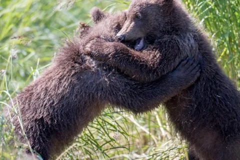 Two alaskan brown bear cubs playing Stock-Fotos