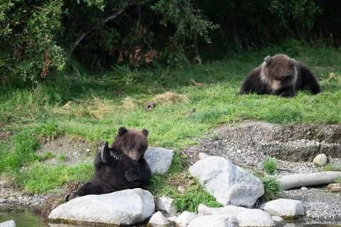 Two Alaskan brown bear cubs on the shoore of Nakek Lake. Stock-Fotos