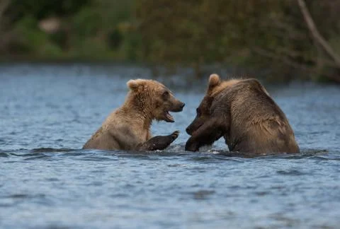 Two Alaskan brown bears playing Fotos de archivo