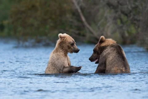 Two Alaskan brown bears playing 스톡 사진