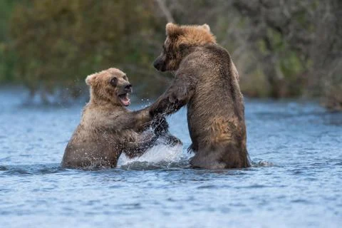 Two Alaskan brown bears playing 스톡 사진