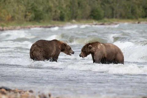 Two Alaskan browns bears face off searching for salmon in Naknek Lake. Stock-Fotos