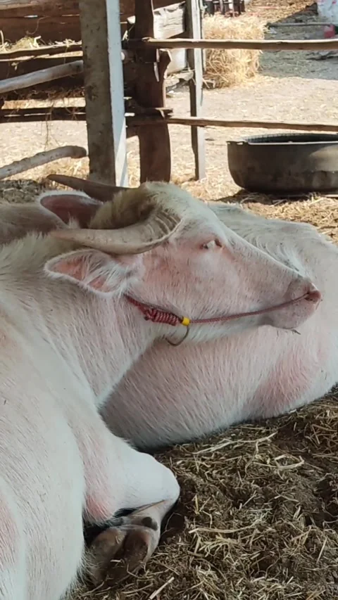Two albino buffalo Video stock 194950749