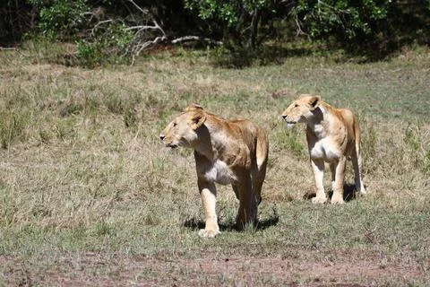 Two alert lionesses walking on open area in broad sunlight, looking for prey Stock Photos