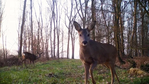 Two alert roe deer in forest path at dawn. Stock Footage 86465820