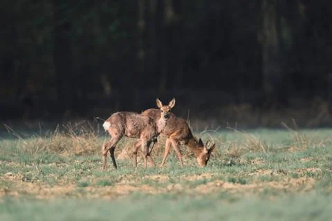 Two alert roe deer in meadow lit by morning sunlight. Stock Photos