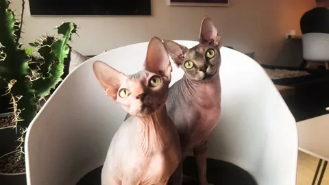 Two Alert Sphynx Cats Video stock 169093942