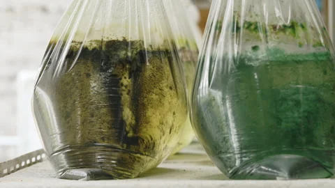 Two algae culture bags showing different... | Stock Video | Pond5