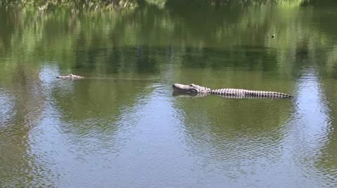 Two alligators Stock Footage 12375014