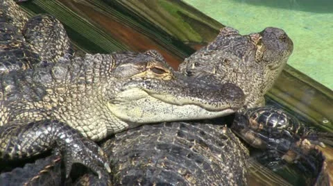 Two alligators Stock Footage 12376912