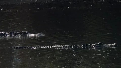 Two alligators glide through calm, dark swamp water with ripples reflecting Stock Footage 324890853