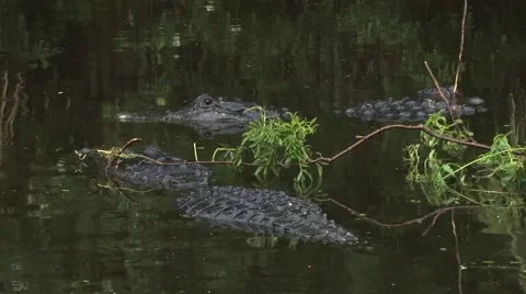 Two alligators in water during mating season Stock Footage 41736240
