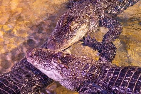 Two alligators in water, interacting closely. Reptiles in natural habitat with 스톡 사진