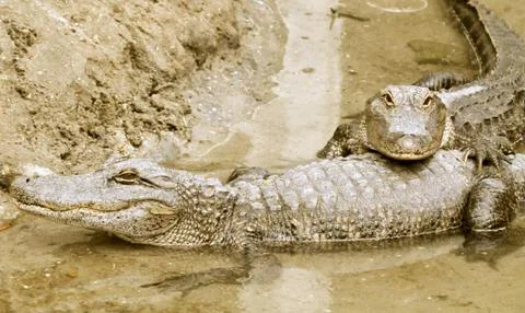 Two alligators in the water Fotos Stock