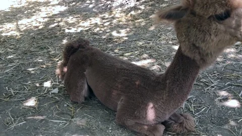 Two alpaca in the farm Stock-Footage 219745425