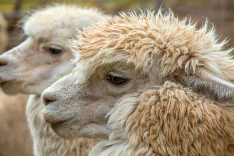 Two alpaca heads Stock Photos