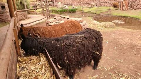 Two alpacas eating grass in an alpaca museum near Cusco 動画素材 288229678