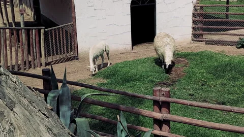 Two alpacas eating grass Stock Footage 277076965