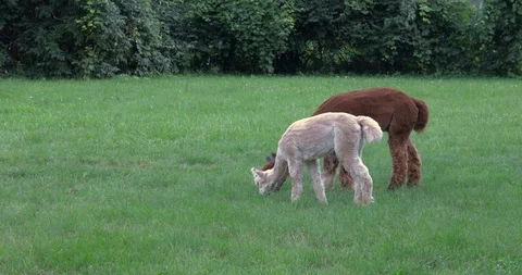Two Alpacas Grazing Video stock 92546766